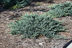 Blue Chip Juniper (Juniperus horizontalis 'Blue Chip') at Harvard Nursery