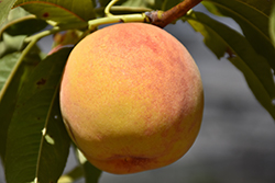Reliance Peach (Prunus persica 'Reliance') at Harvard Nursery