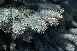 Baby Blue Blue Spruce (Picea pungens 'Baby Blue') at Harvard Nursery