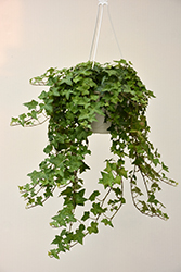 English Ivy (Hedera helix) at Harvard Nursery