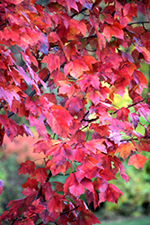 Red Maple (Acer rubrum) at Harvard Nursery