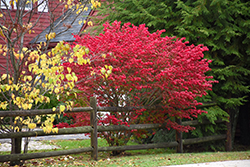 Compact Winged Burning Bush (Euonymus alatus 'Compactus') at Harvard Nursery