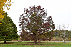 White Oak (Quercus alba) at Harvard Nursery