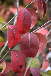 Blackhaw Viburnum (Viburnum prunifolium) at Harvard Nursery