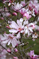 Leonard Messel Magnolia (Magnolia x loebneri 'Leonard Messel') at Harvard Nursery