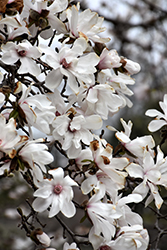 Merrill Magnolia (Magnolia x loebneri 'Merrill') at Harvard Nursery