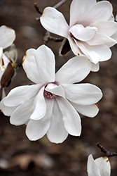 Merrill Magnolia (Magnolia x loebneri 'Merrill') at Harvard Nursery