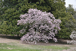 Leonard Messel Magnolia (Magnolia x loebneri 'Leonard Messel') at Harvard Nursery