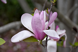 Jane Magnolia (Magnolia 'Jane') at Harvard Nursery
