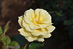 Sunshine Daydream Rose (Rosa 'Meikanaro') at Harvard Nursery