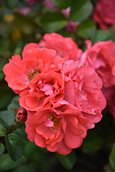 Coral Drift Rose (Rosa 'Meidrifora') at Harvard Nursery