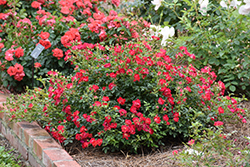 Red Drift Rose (Rosa 'Meigalpio') at Harvard Nursery