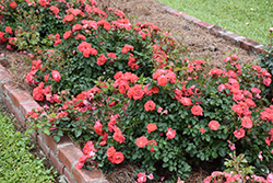 Coral Drift Rose (Rosa 'Meidrifora') at Harvard Nursery