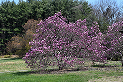 Ann Magnolia (Magnolia 'Ann') at Harvard Nursery