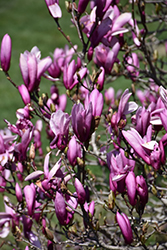 Ann Magnolia (Magnolia 'Ann') at Harvard Nursery