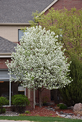 Spring Snow Flowering Crab (Malus 'Spring Snow') at Harvard Nursery