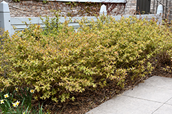 Bush Honeysuckle (Diervilla lonicera) at Harvard Nursery