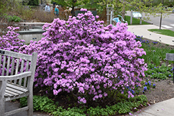 P.J.M. Rhododendron (Rhododendron 'P.J.M.') at Harvard Nursery