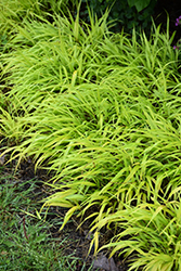 All Gold Hakone Grass (Hakonechloa macra 'All Gold') at Harvard Nursery