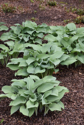 Krossa Regal Hosta (Hosta 'Krossa Regal') at Harvard Nursery