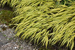 Golden Variegated Hakone Grass (Hakonechloa macra 'Aureola') at Harvard Nursery