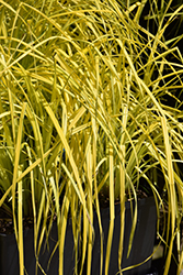 Bowles' Golden Sedge (Carex elata 'Bowles Golden') at Harvard Nursery