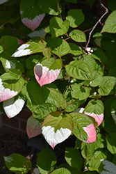 Arctic Beauty Kiwi (Actinidia kolomikta 'Arctic Beauty') at Harvard Nursery