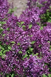 Bloomerang Dark Purple Lilac (Syringa 'SMSJBP7') at Harvard Nursery