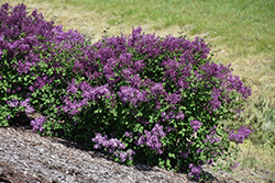 Bloomerang Dark Purple Lilac (Syringa 'SMSJBP7') at Harvard Nursery