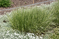Variegated Reed Grass (Calamagrostis x acutiflora 'Overdam') at Harvard Nursery