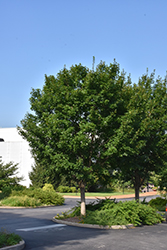 State Street Miyabe Maple (Acer miyabei 'Morton') at Harvard Nursery