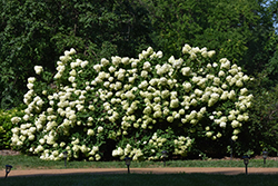 Limelight Hydrangea (Hydrangea paniculata 'Limelight') at Harvard Nursery