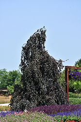 Purple Fountain Beech (Fagus sylvatica 'Purple Fountain') at Harvard Nursery