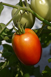 Roma Tomato (Solanum lycopersicum 'Roma') at Harvard Nursery