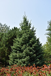 Black Hills Spruce (Picea glauca var. densata) at Harvard Nursery