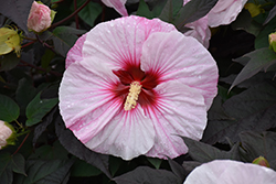 Summerific Perfect Storm Hibiscus (Hibiscus 'Perfect Storm') at Harvard Nursery