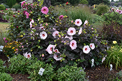 Summerific Perfect Storm Hibiscus (Hibiscus 'Perfect Storm') at Harvard Nursery