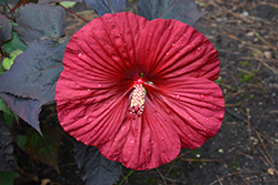 Summerific Holy Grail Hibiscus (Hibiscus 'Holy Grail') at Harvard Nursery