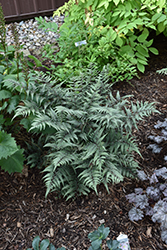 Godzilla Giant Japanese Painted Fern (Athyrium 'Godzilla') at Harvard Nursery