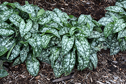 Pretty In Pink Lungwort (Pulmonaria 'Pretty In Pink') at Harvard Nursery