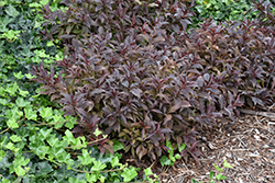 Midnight Wine Weigela (Weigela florida 'Elvera') at Harvard Nursery