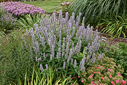 Blue Fortune Anise Hyssop (Agastache 'Blue Fortune') at Harvard Nursery