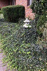English Ivy (Hedera helix) at Harvard Nursery