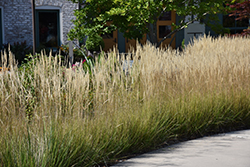 Karl Foerster Reed Grass (Calamagrostis x acutiflora 'Karl Foerster') at Harvard Nursery