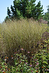 Heavy Metal Blue Switch Grass (Panicum virgatum 'Heavy Metal') at Harvard Nursery