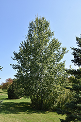 Trembling Aspen (Populus tremuloides) at Harvard Nursery