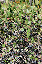 Black Chokeberry (Aronia melanocarpa) at Harvard Nursery