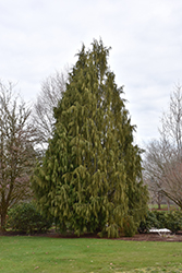 Weeping Nootka Cypress (Chamaecyparis nootkatensis 'Pendula') at Harvard Nursery