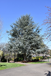 Blue Atlas Cedar (Cedrus atlantica 'Glauca') at Harvard Nursery