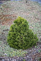 Tompa Dwarf Spruce (Picea abies 'Tompa') at Harvard Nursery